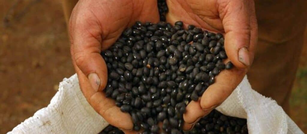 Oeste de SC se destaca nos índices de produtividade de feijão Oeste de SC se destaca nos índices de produtividade de feijão