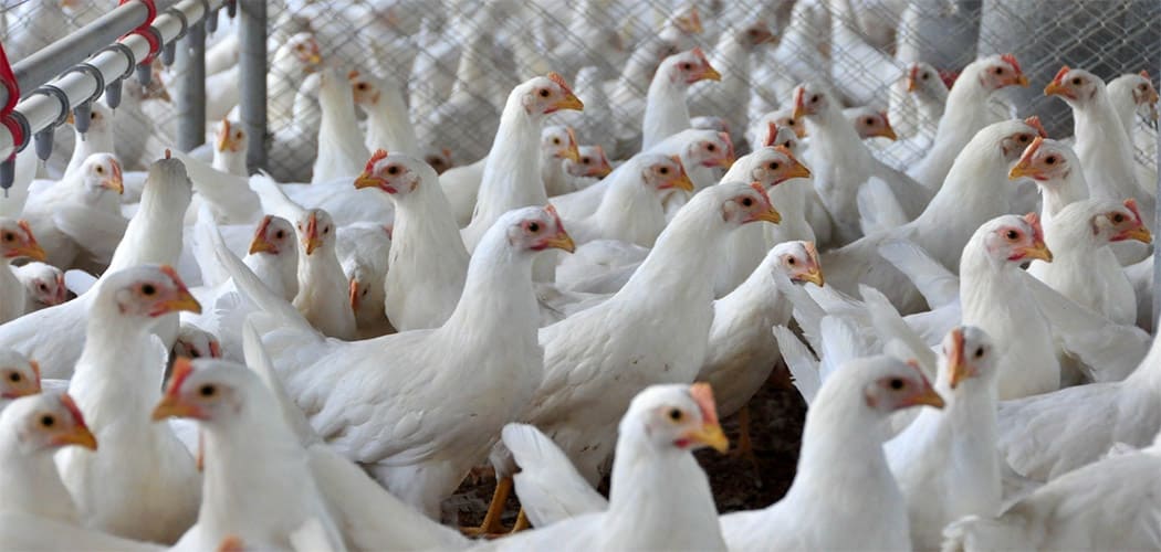 SC intensifica medidas de defesa sanitária após confirmação de foco de Influenza Aviária no RS