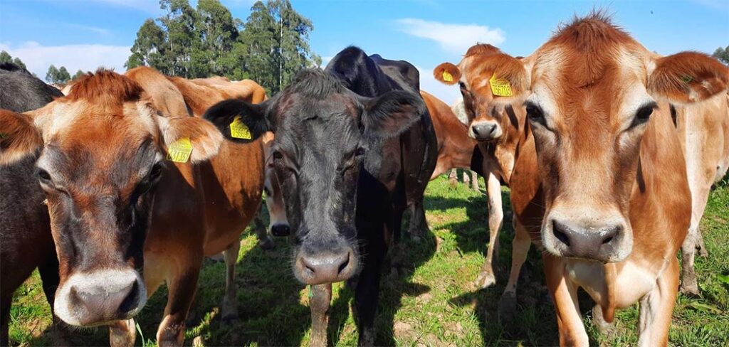 SC celebra 18 anos do reconhecimento como Zona Livre de Febre Aftosa sem Vacinação SC celebra 18 anos do reconhecimento como Zona Livre de Febre Aftosa sem Vacinação