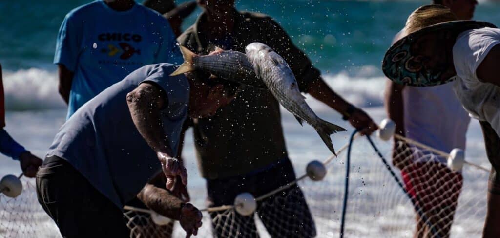 SC contesta cotas federais para pesca da tainha SC contesta cotas federais para pesca da tainha