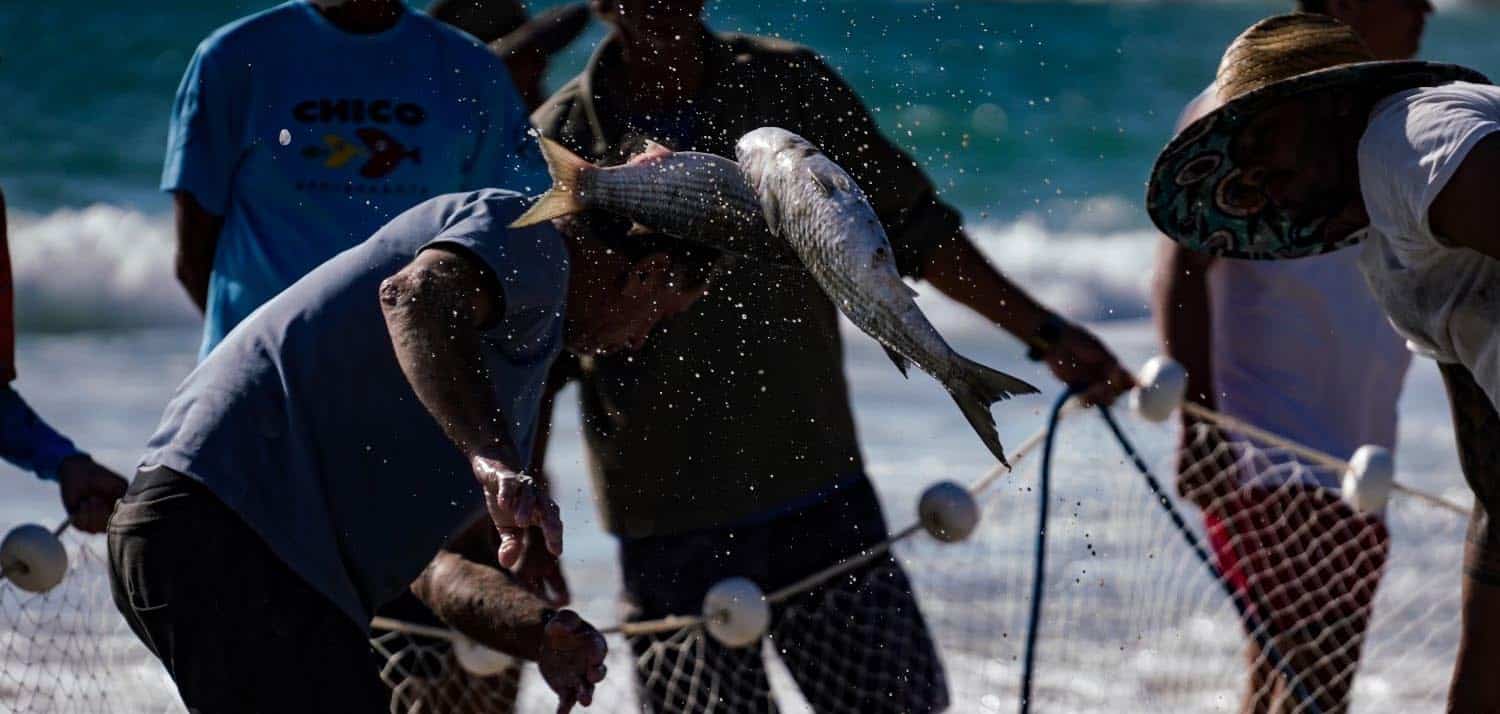 SC contesta fundamentos da portaria federal que impõe cotas para a pesca da tainha