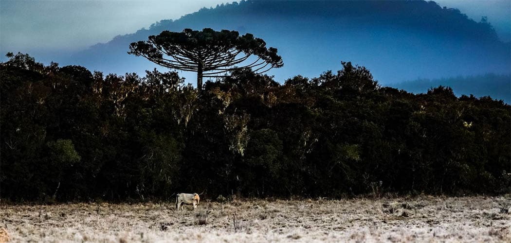 Previsão para o inverno 2025 em SC indica frio intenso, geadas e nevoeiros