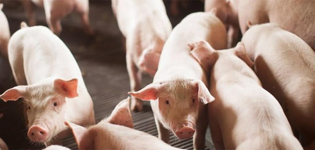 Pecuária impulsiona PIB de Santa Catarina com alta em frango e suíno Pecuária impulsiona PIB de Santa Catarina com alta em frango e suíno