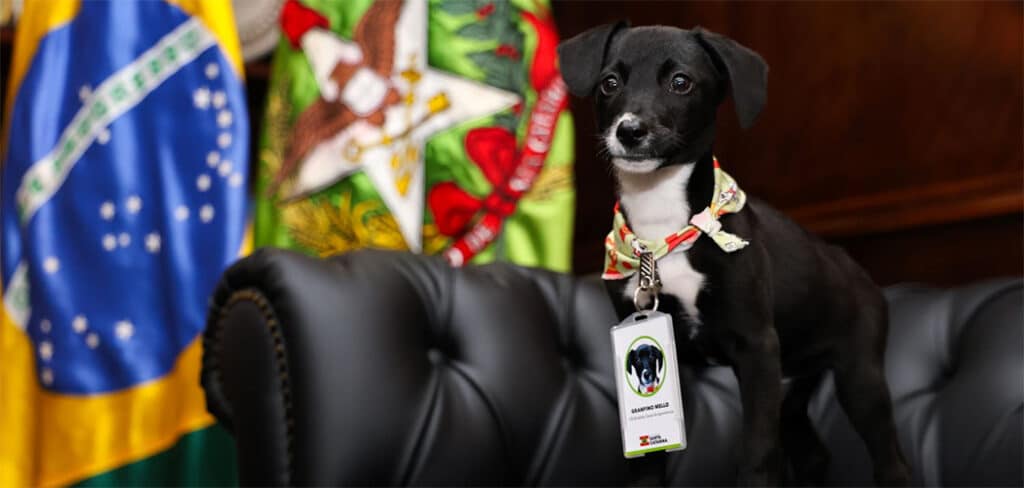 Governo de SC confirma R$ 17 milhões para castração de cães e gatos no estado Governo de SC confirma R$ 17 milhões para castração de cães e gatos no estado