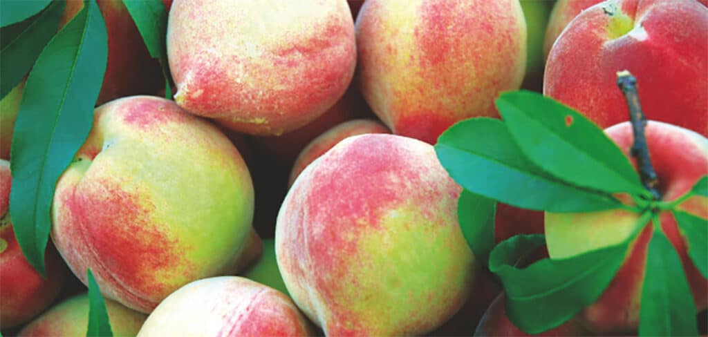 Epagri promove Dia de Campo em Videira com boas práticas para frutas de caroço Epagri promove Dia de Campo em Videira com boas práticas para frutas de caroço