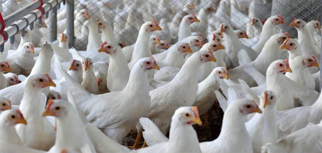SC exporta 2 milhões de toneladas de carne e bate recorde histórico