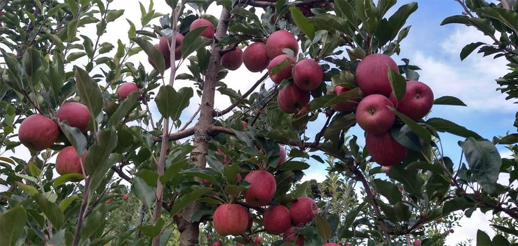 SC agora pode exportar maçã diretamente pelos portos catarinenses