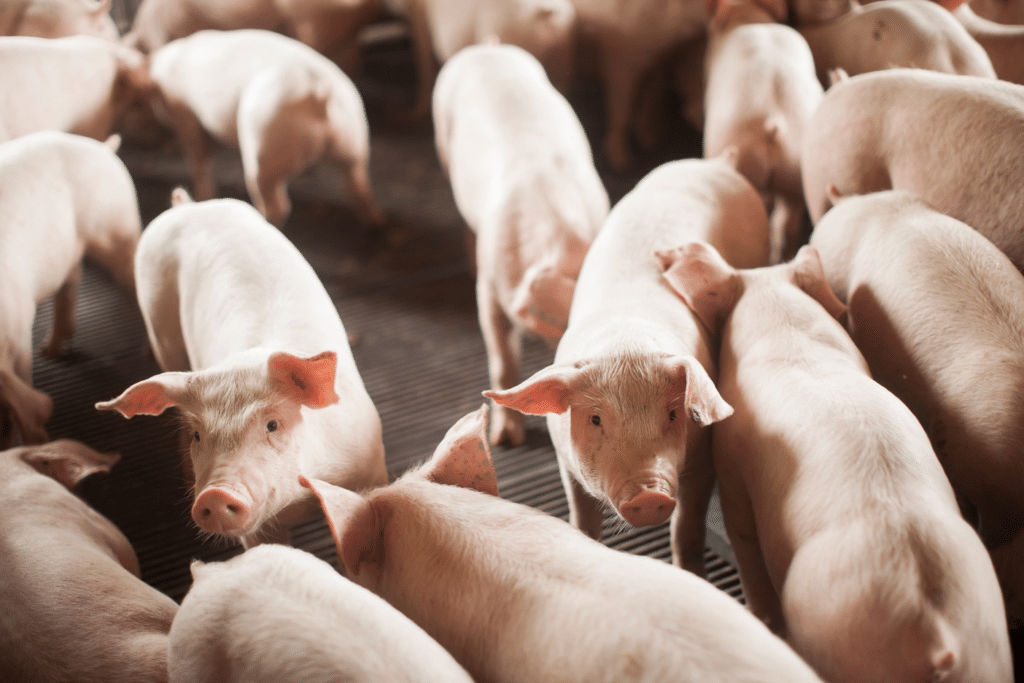 SC exporta 2 milhões de toneladas de carne e bate recorde histórico