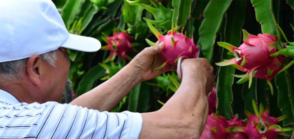 Epagri promove abertura da colheita da pitaia com projeção de safra recorde Epagri promove abertura da colheita da pitaia com projeção de safra recorde