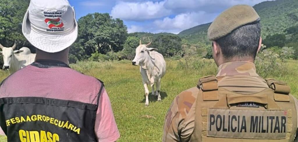 PMSC da início à Operação Quaresma contra a Farra do Boi PMSC da início à Operação Quaresma contra a Farra do Boi