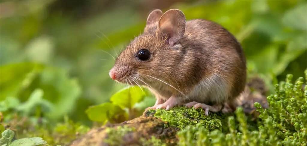 Com vigilância ativa, SC registra um único caso de hantavírus não transmissível entre humanos em 2026