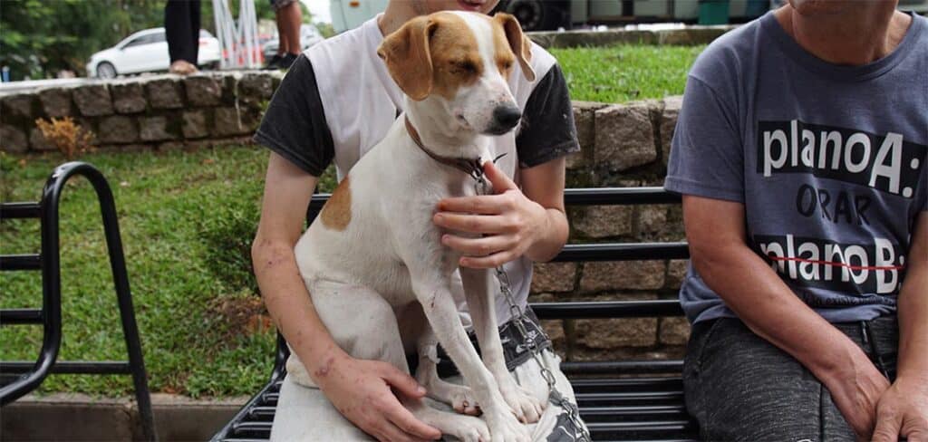 Governo de SC fortalece rede de proteção animal com avanço do Programa Pet Levado a Sério