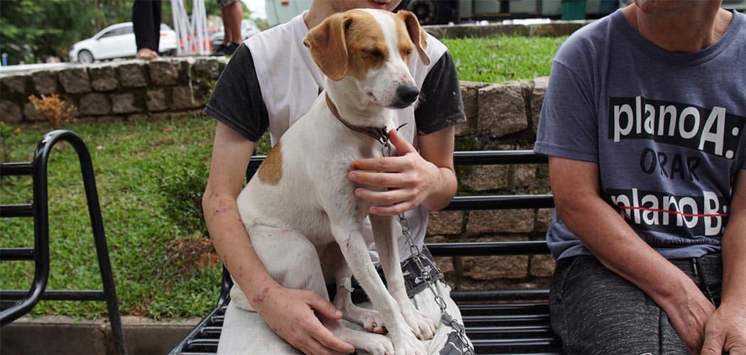 Governo de SC fortalece rede de proteção animal com avanço do Programa Pet Levado a Sério