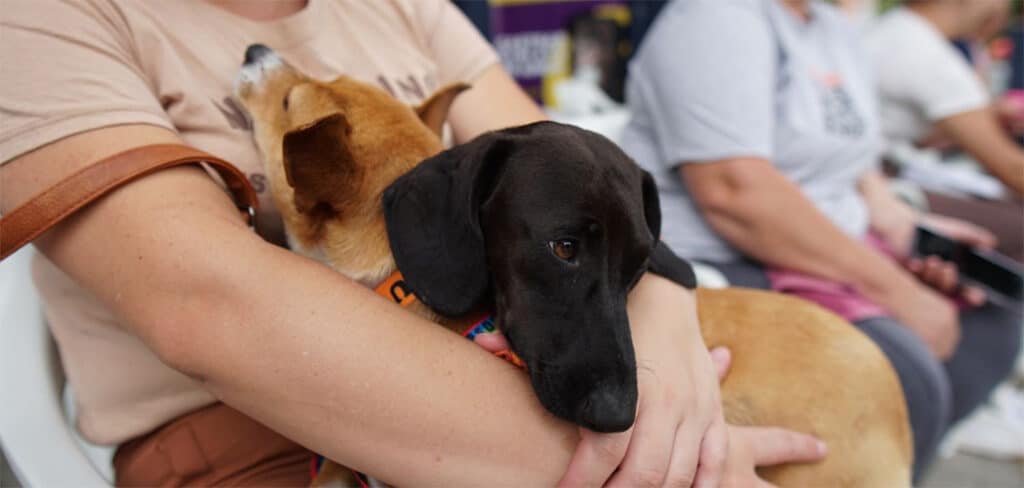 Pet Levado a Sério: maior programa de castração animal do país já viabilizou quase 44 mil procedimentos em 137 municípios de SC Pet Levado a Sério: maior programa de castração animal do país já viabilizou quase 44 mil procedimentos em 137 municípios de SC