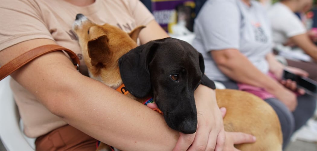 Pet Levado a Sério: maior programa de castração animal do país já viabilizou quase 44 mil procedimentos em 137 municípios de SC