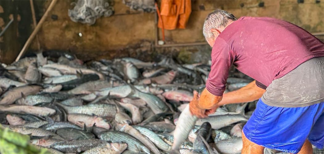 Governo de SC em conjunto com os pescadores, ampliação da cota permite retomada da pesca de arrasto da tainha no estado